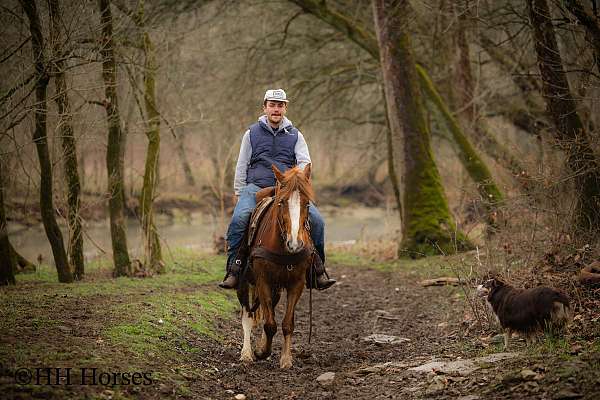 wester-shire-horse