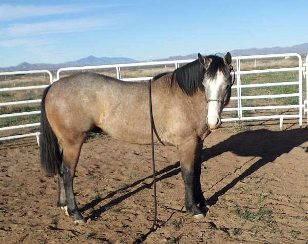 all-around-quarter-horse