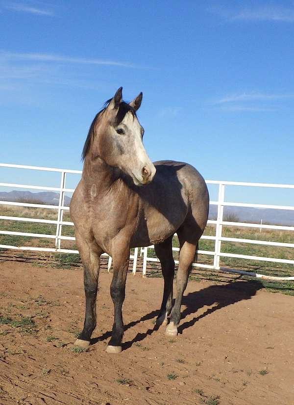 athletic-quarter-horse