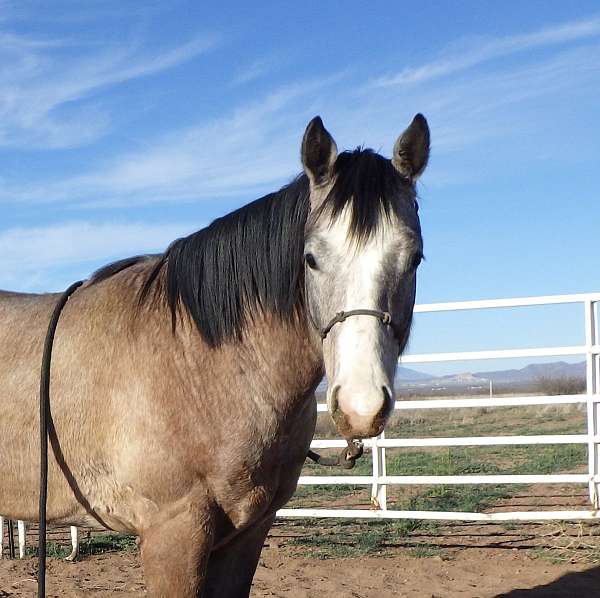 barrel-quarter-horse