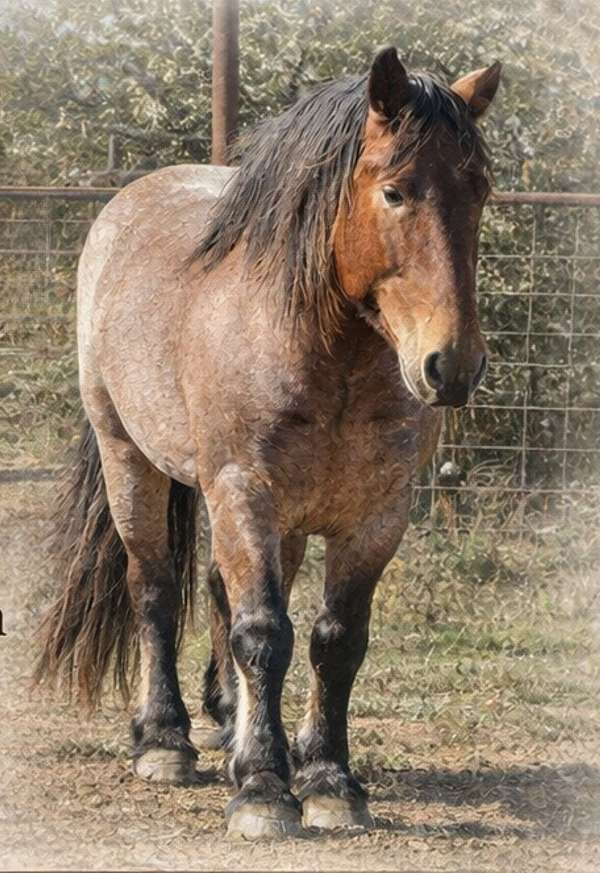 smokey-black-jumping-horse