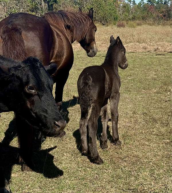 smokey-black-working-ca-horse