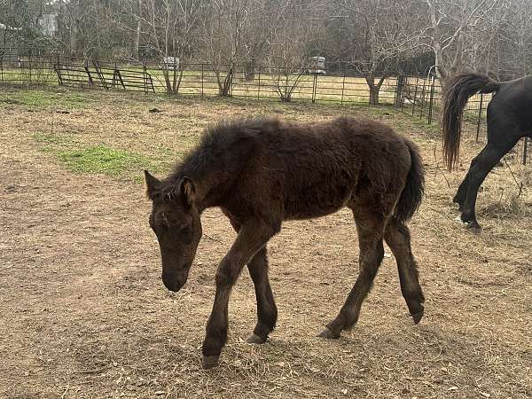 smokey-black-draft-colt