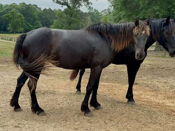 smokey-black-draft-for-sale