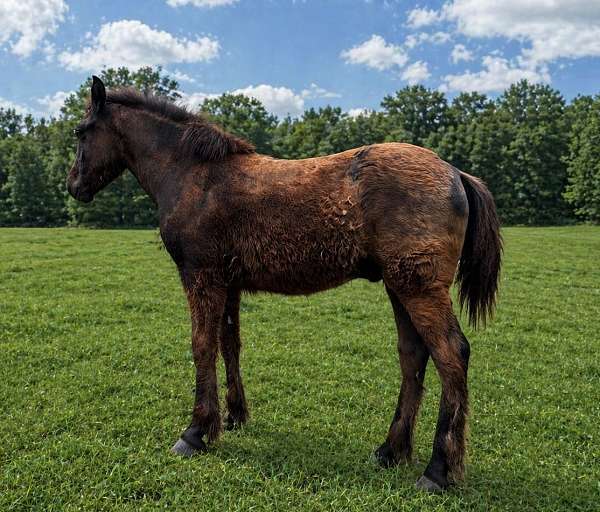 black-roan-draft-horse