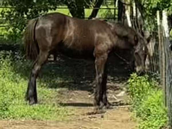 smokey-black-faint-star-horse