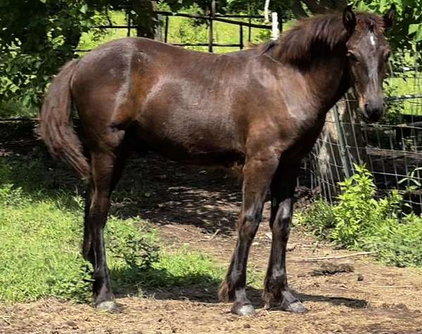 working-ca-draft-horse