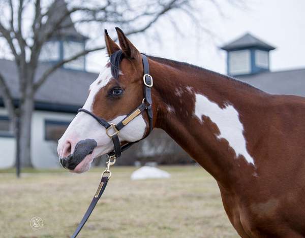 barrel-racing-paint-horse