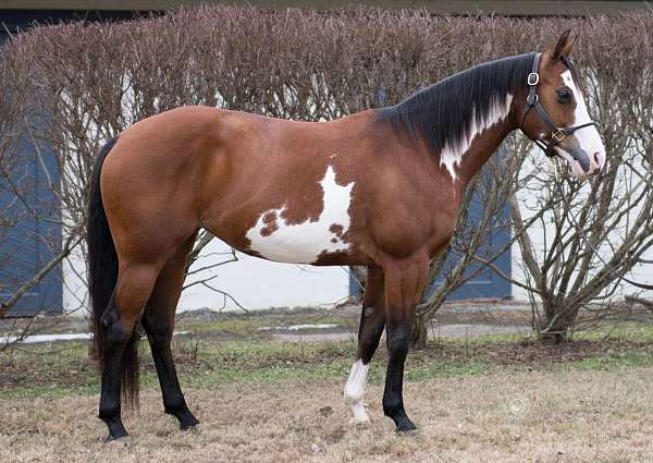 breeding-paint-horse