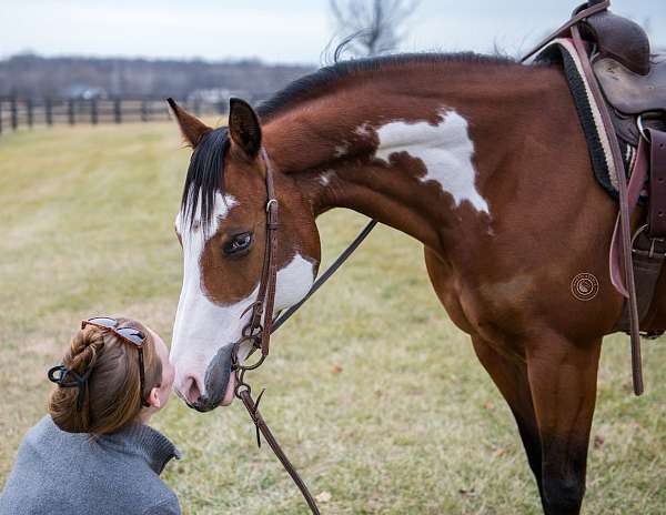 calf-roping-paint-horse