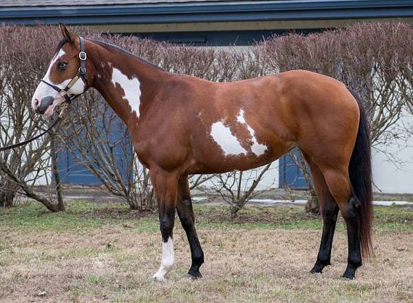 flashy-paint-horse