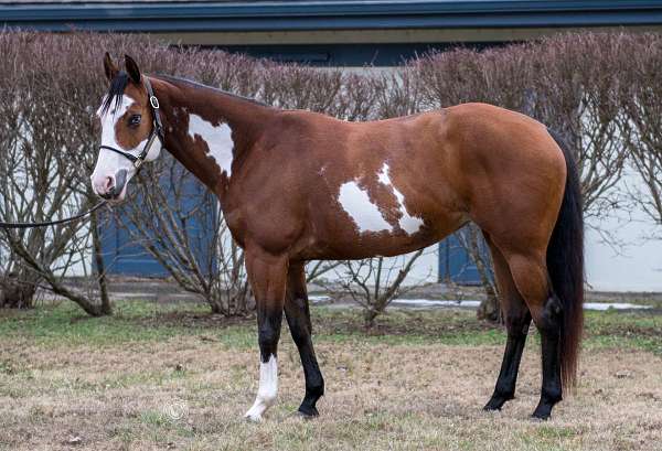 husband-safe-paint-horse