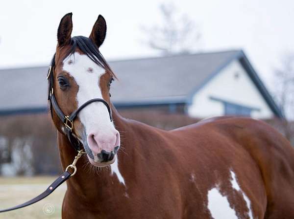 performance-paint-horse