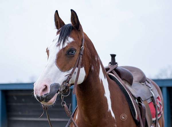 ranch-paint-horse
