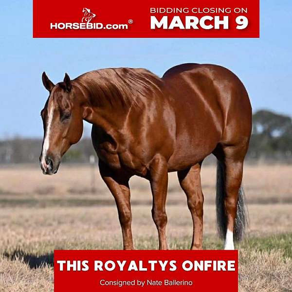 all-around-quarter-horse