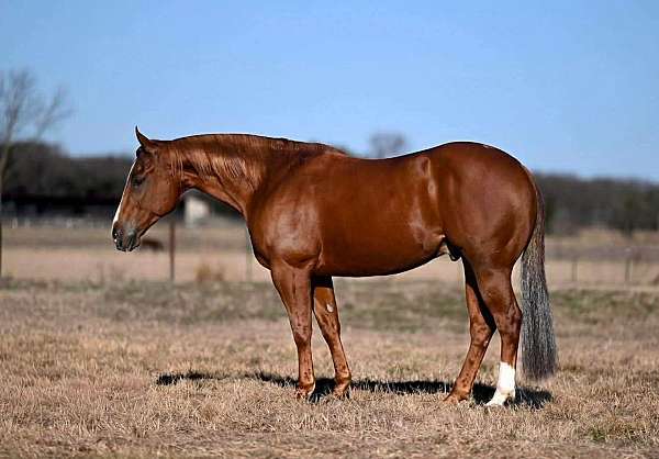 athletic-quarter-horse