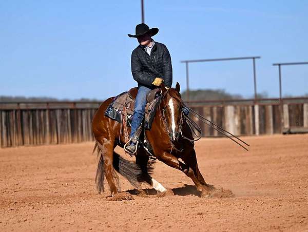 calf-roping-quarter-horse