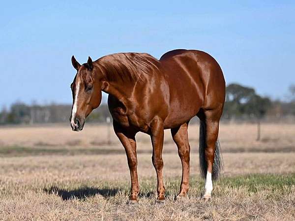 cutting-quarter-horse