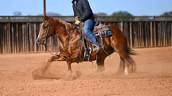 flashy-quarter-horse