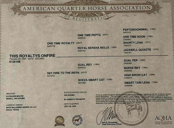 performance-quarter-horse