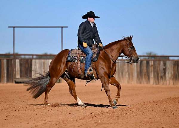 ranch-quarter-horse