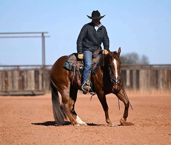 ranch-versatility-quarter-horse