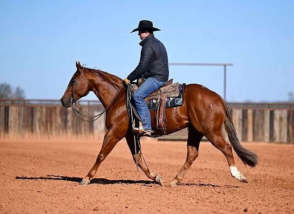 ranch-work-quarter-horse