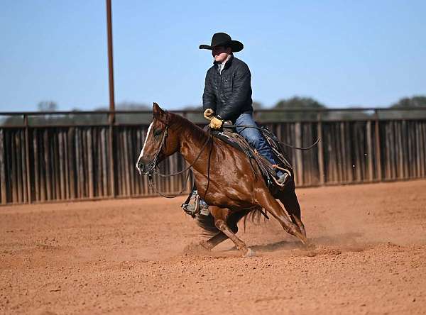 reined-cow-quarter-horse