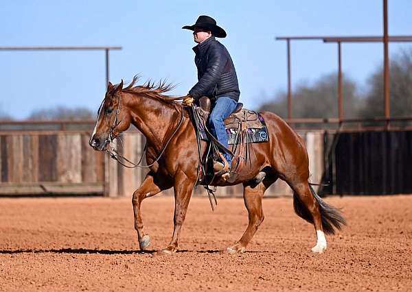 show-hack-quarter-horse