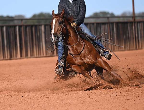 trail-quarter-horse