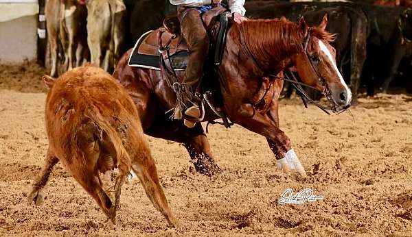 trail-riding-quarter-horse