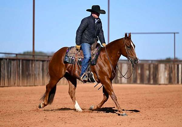 western-riding-quarter-horse