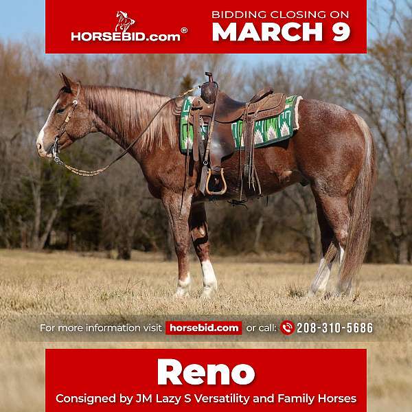 all-around-quarter-horse