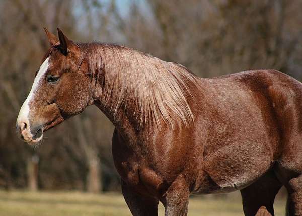 athletic-quarter-horse