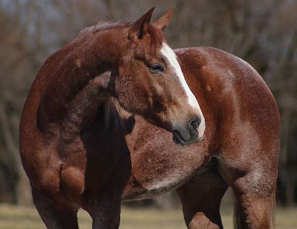 barrel-quarter-horse