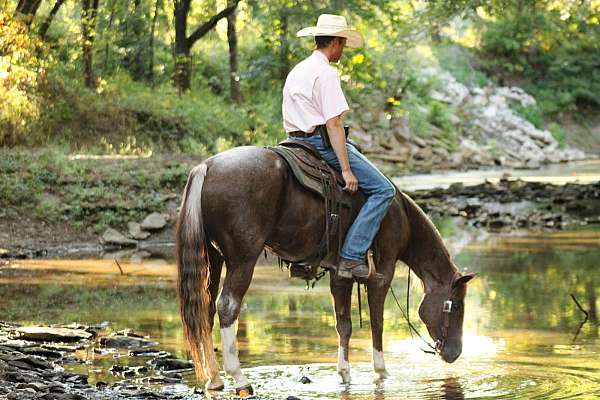 barrel-racing-quarter-horse