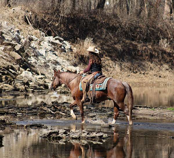 flashy-quarter-horse