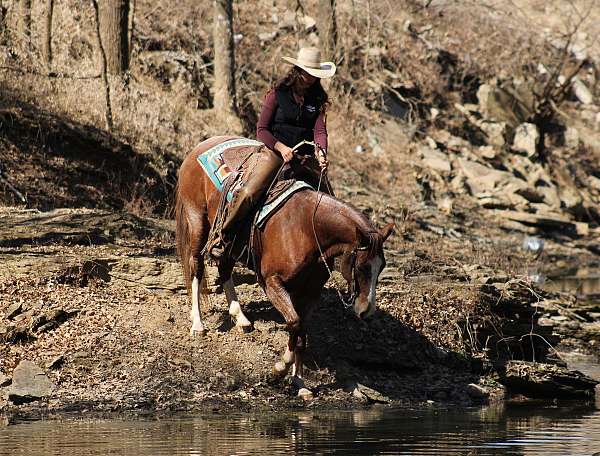 performance-quarter-horse