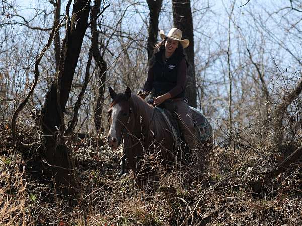 ranch-quarter-horse