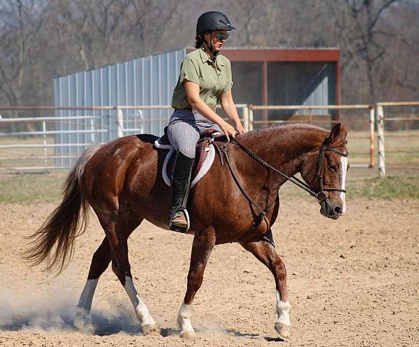 roping-quarter-horse