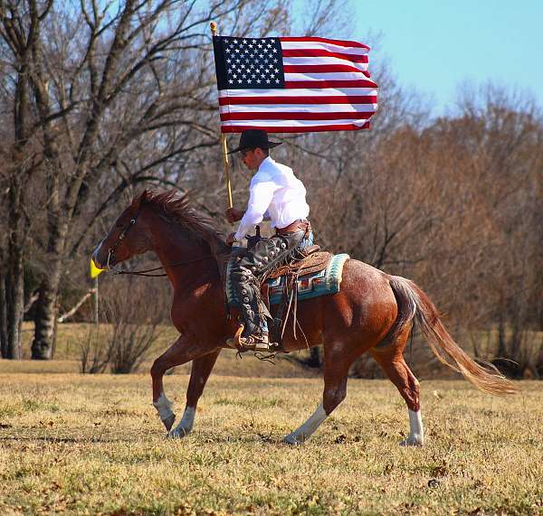 show-quarter-horse