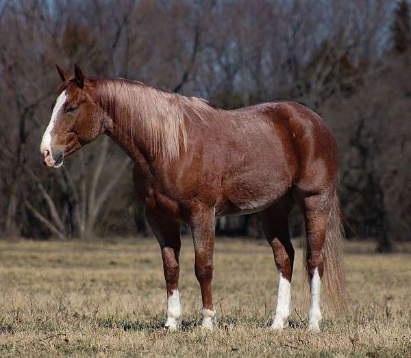 trail-quarter-horse