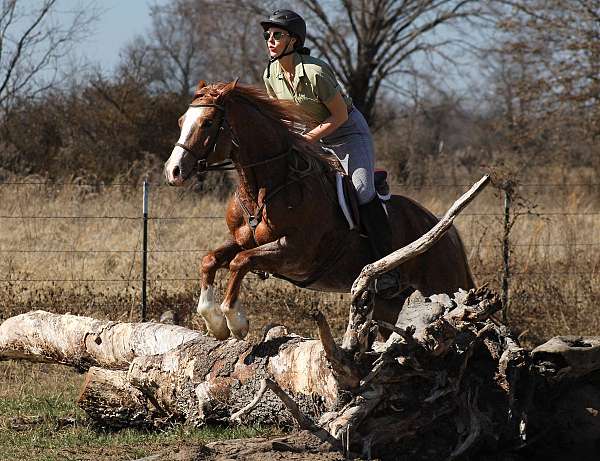 western-riding-quarter-horse