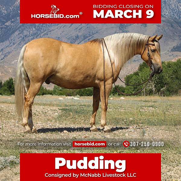 all-around-quarter-pony