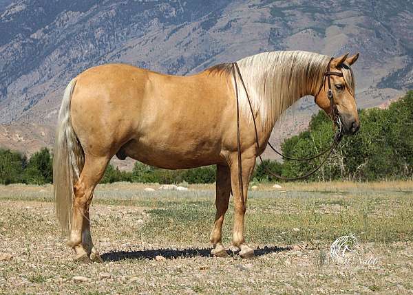 athletic-quarter-pony