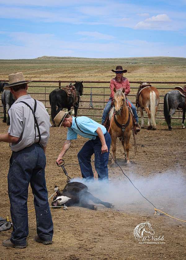 calf-roping-quarter-pony