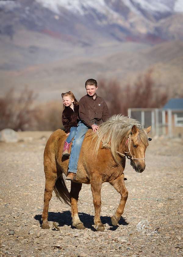ranch-quarter-pony