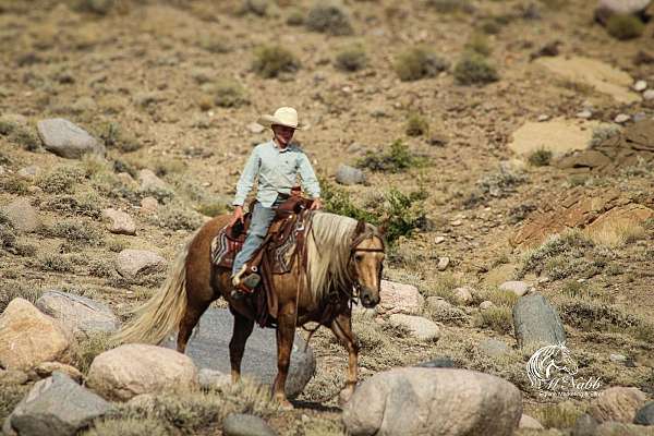ranch-versatility-quarter-pony