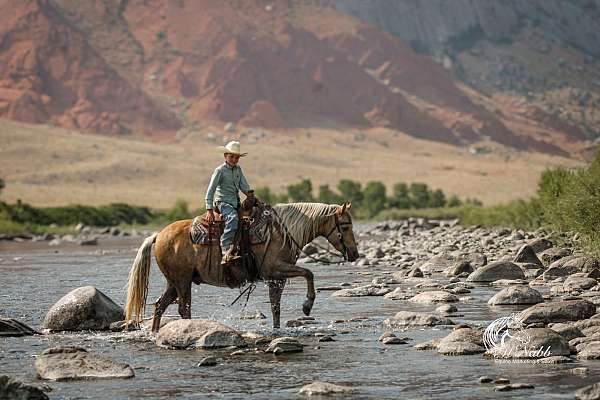 ranch-work-quarter-pony