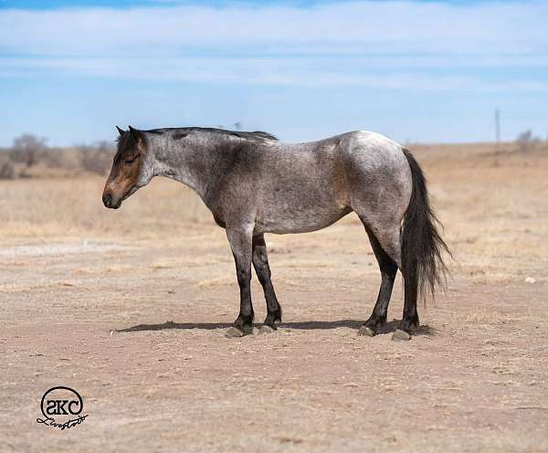 barrel-racing-pony